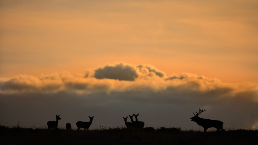 Wildlife Photo workshop bugle of the deer in France with Amar Gu Wildlife Photo workshop bugle of the deer in France with Amar Gu