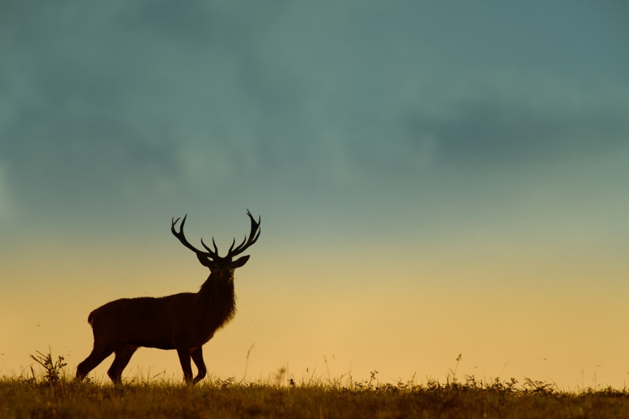 Wildlife Photo workshop bugle of the deer in France with Amar Gu Wildlife Photo workshop bugle of the deer in France with Amar Gu