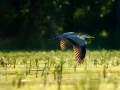 Photos des stagiaires pendant des stages de photo animalière av