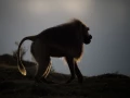 Photos des stagiaires pendant des stages de photo animalière av