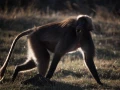 Photos des stagiaires pendant des stages de photo animalière av
