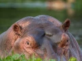 Photos des stagiaires pendant des stages de photo animalière av