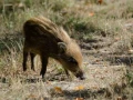 Photos des stagiaires pendant des stages de photo animalière av