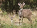 Photos des stagiaires pendant des stages de photo animalière av