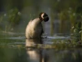 Photos des stagiaires pendant des stages de photo animalière av