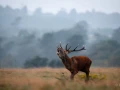 Photos des stagiaires pendant des stages de photo animalière av