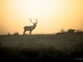 Photos des stagiaires pendant des stages de photo animalière av