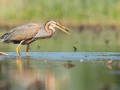 Photos des stagiaires pendant des stages de photo animalière av