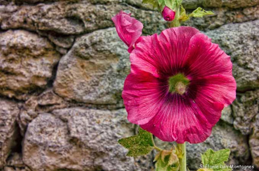 Photos of trainees during landscape photo workshops with Amar Gu