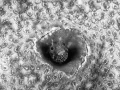 Regard de poisson par Amar Guillen, Artiste photographe.