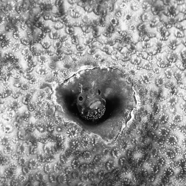 Regard de poisson par Amar Guillen, Artiste photographe. Regard de poisson par Amar Guillen, Artiste photographe.