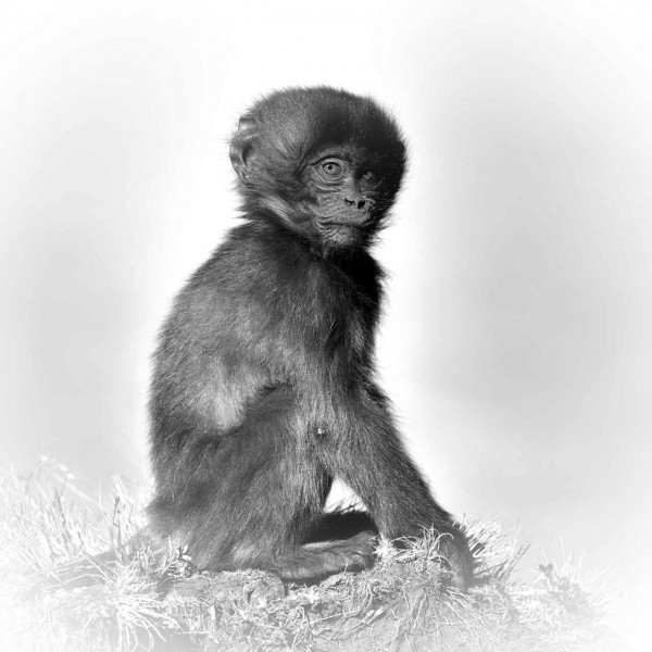 Wild mammal looks by Amar Guillen, photographer artist. Wild mammal looks by Amar Guillen, photographer artist.