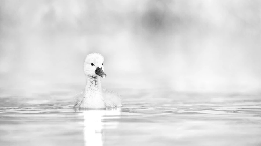 Regard d'oiseaux par Amar Guillen, Artiste photographe. Regard d'oiseaux par Amar Guillen, Artiste photographe.