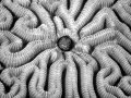 Regard de poisson par Amar Guillen, Artiste photographe.