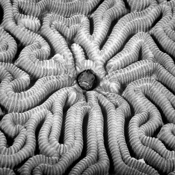 Regard de poisson par Amar Guillen, Artiste photographe. Regard de poisson par Amar Guillen, Artiste photographe.