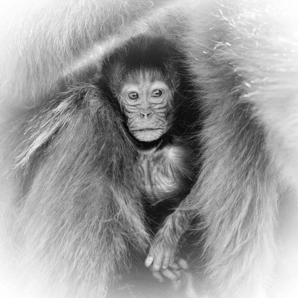 Wild mammal looks by Amar Guillen, photographer artist. Wild mammal looks by Amar Guillen, photographer artist.