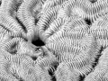 Regard de poisson par Amar Guillen, Artiste photographe.