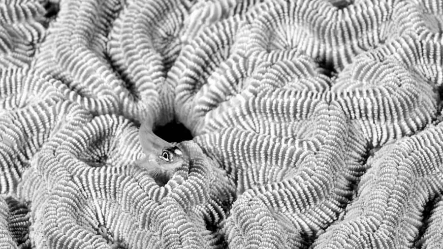 Regard de poisson par Amar Guillen, Artiste photographe. Regard de poisson par Amar Guillen, Artiste photographe.