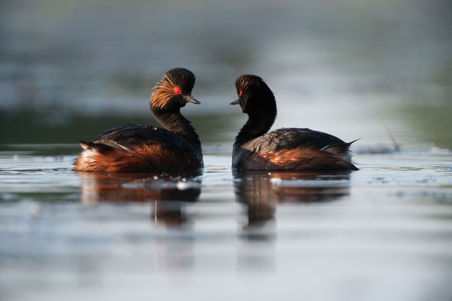 Regard d'oiseaux par Amar Guillen, Artiste photographe. Regard d'oiseaux par Amar Guillen, Artiste photographe.
