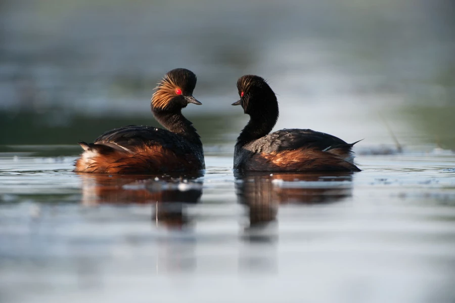 Regard d'oiseaux par Amar Guillen, Artiste photographe. Regard d'oiseaux par Amar Guillen, Artiste photographe.