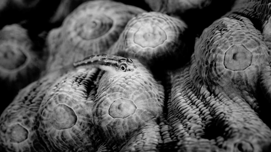 Regard de poisson par Amar Guillen, Artiste photographe. Regard de poisson par Amar Guillen, Artiste photographe.