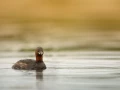Regard d'oiseaux par Amar Guillen, Artiste photographe.