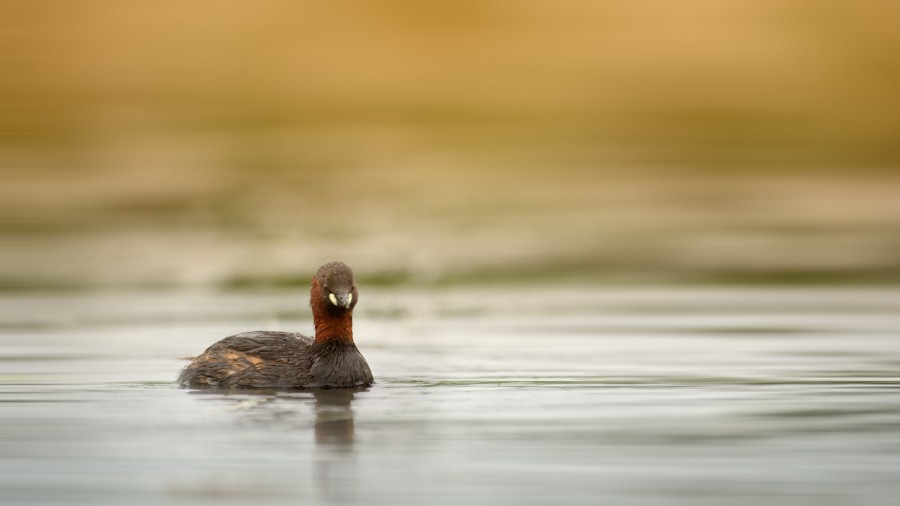 Regard d'oiseaux par Amar Guillen, Artiste photographe. Regard d'oiseaux par Amar Guillen, Artiste photographe.