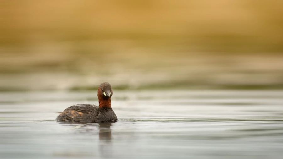 Regard d'oiseaux par Amar Guillen, Artiste photographe. Regard d'oiseaux par Amar Guillen, Artiste photographe.