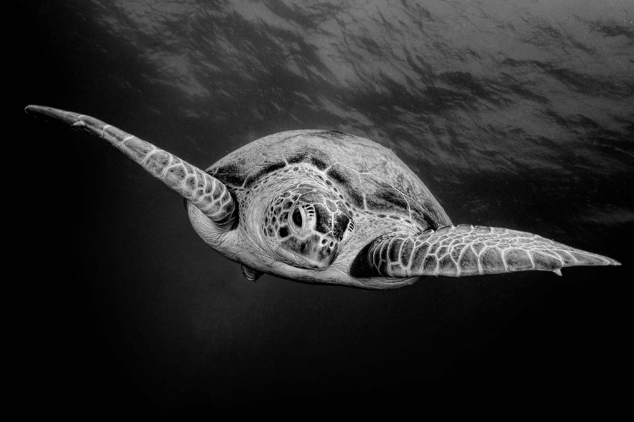 Regard de poisson par Amar Guillen, Artiste photographe. Regard de poisson par Amar Guillen, Artiste photographe.