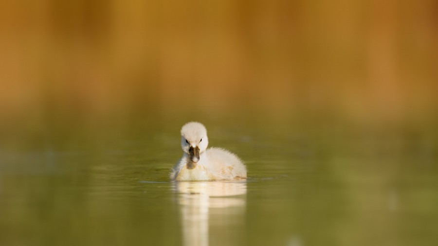 Regard d'oiseaux par Amar Guillen, Artiste photographe. Regard d'oiseaux par Amar Guillen, Artiste photographe.