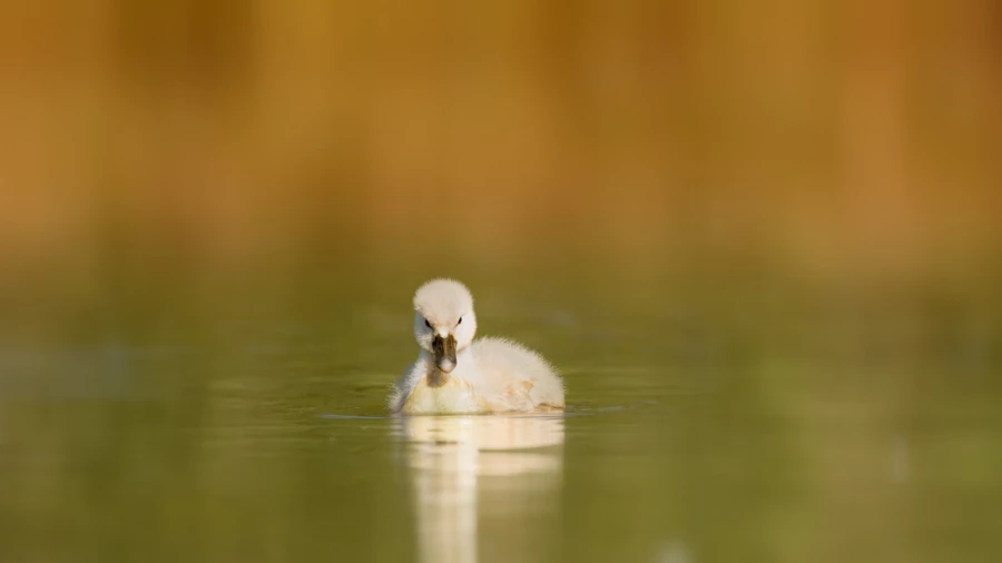 Regard d'oiseaux par Amar Guillen, Artiste photographe. Regard d'oiseaux par Amar Guillen, Artiste photographe.