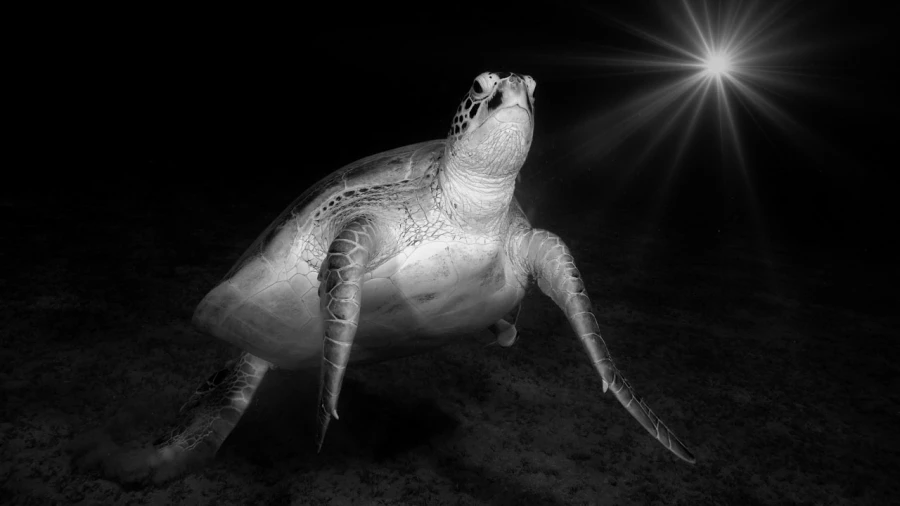 Regard de poisson par Amar Guillen, Artiste photographe. Regard de poisson par Amar Guillen, Artiste photographe.