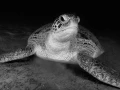 Regard de poisson par Amar Guillen, Artiste photographe.