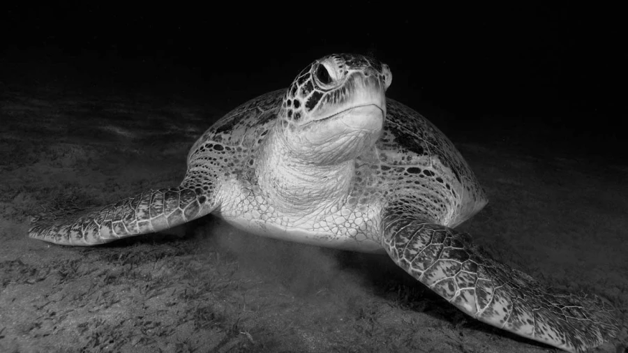 Regard de poisson par Amar Guillen, Artiste photographe. Regard de poisson par Amar Guillen, Artiste photographe.