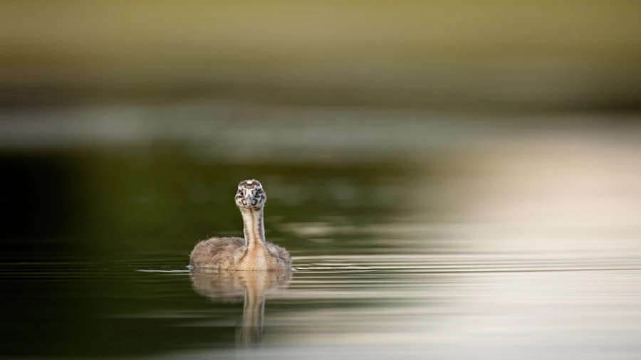 Regard d'oiseaux par Amar Guillen, Artiste photographe. Regard d'oiseaux par Amar Guillen, Artiste photographe.