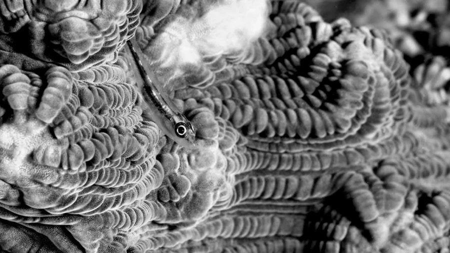 Regard de poisson par Amar Guillen, Artiste photographe. Regard de poisson par Amar Guillen, Artiste photographe.