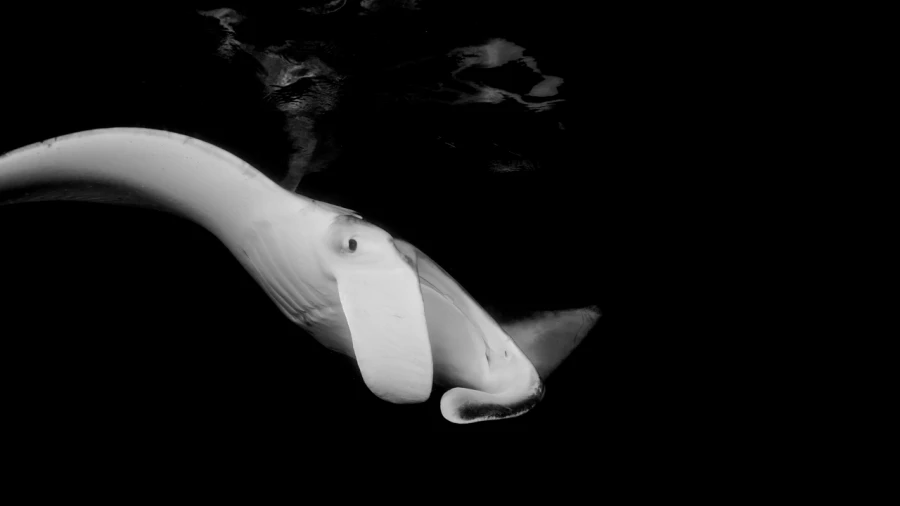 Regard de poisson par Amar Guillen, Artiste photographe. Regard de poisson par Amar Guillen, Artiste photographe.