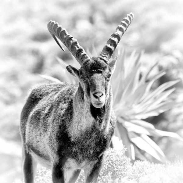 Wild mammal looks by Amar Guillen, photographer artist. Wild mammal looks by Amar Guillen, photographer artist.