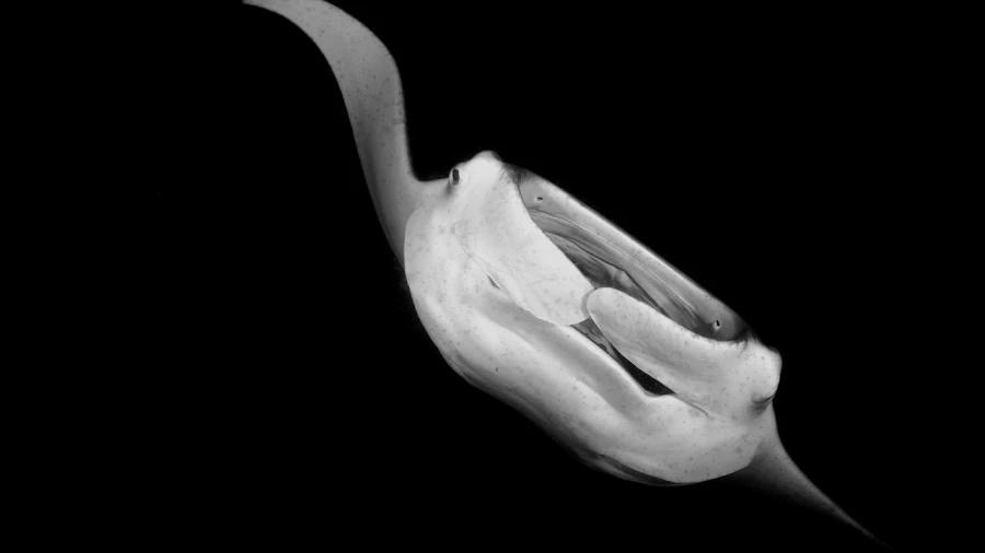 Regard de poisson par Amar Guillen, Artiste photographe. Regard de poisson par Amar Guillen, Artiste photographe.
