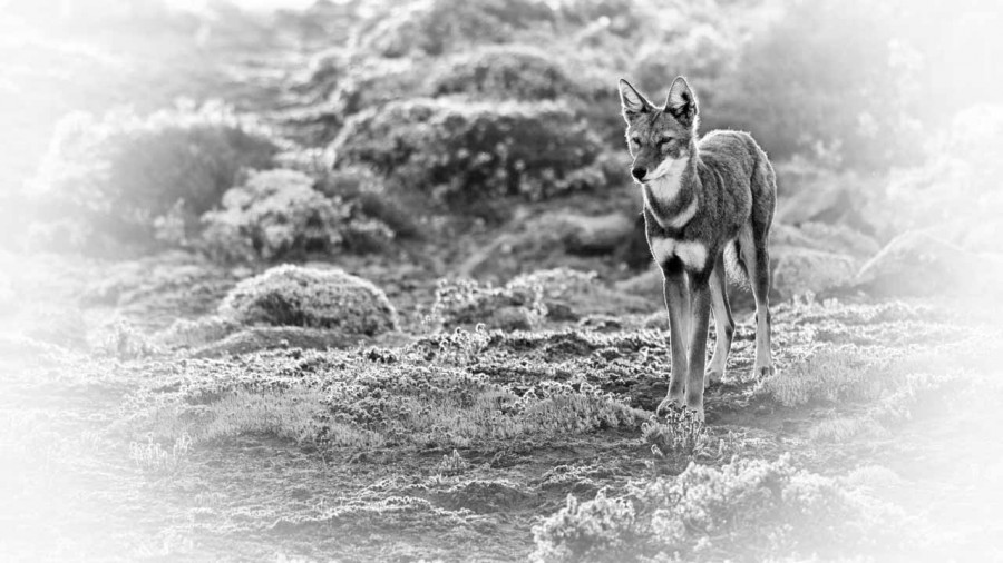 Wild mammal looks by Amar Guillen, photographer artist. Wild mammal looks by Amar Guillen, photographer artist.