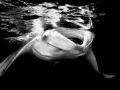 Regard de poisson par Amar Guillen, Artiste photographe.