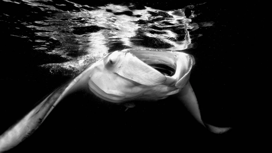 Regard de poisson par Amar Guillen, Artiste photographe. Regard de poisson par Amar Guillen, Artiste photographe.