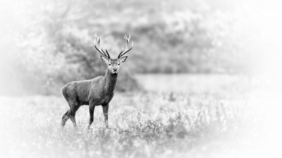 Wild mammal looks by Amar Guillen, photographer artist. Wild mammal looks by Amar Guillen, photographer artist.