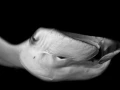 Regard de poisson par Amar Guillen, Artiste photographe.