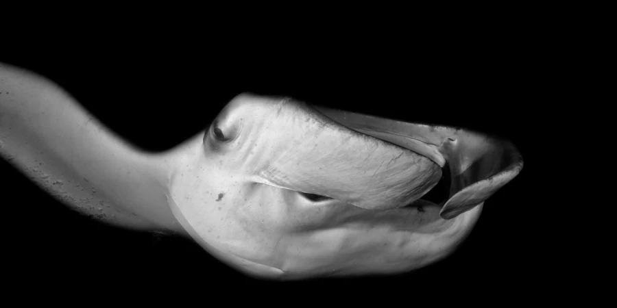 Regard de poisson par Amar Guillen, Artiste photographe. Regard de poisson par Amar Guillen, Artiste photographe.