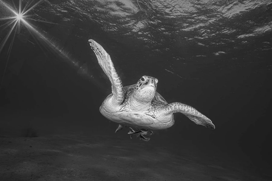 Regard de poisson par Amar Guillen, Artiste photographe. Regard de poisson par Amar Guillen, Artiste photographe.