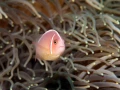 Regard de poisson par Amar Guillen, Artiste photographe.