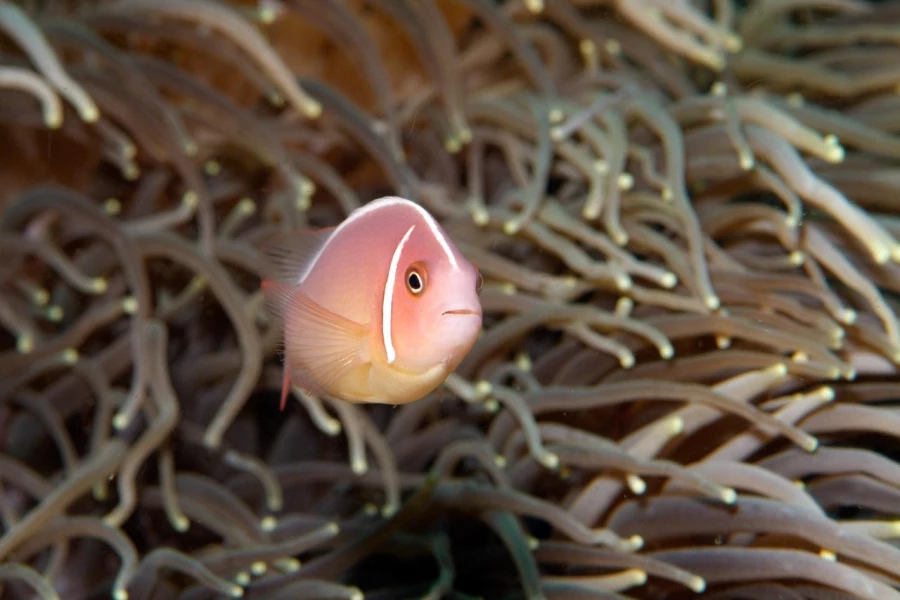Regard de poisson par Amar Guillen, Artiste photographe. Regard de poisson par Amar Guillen, Artiste photographe.