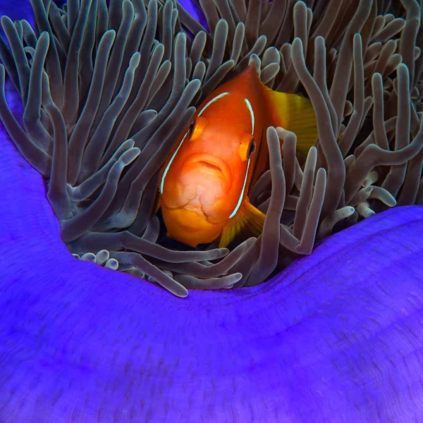 Regard de poisson par Amar Guillen, Artiste photographe. Regard de poisson par Amar Guillen, Artiste photographe.