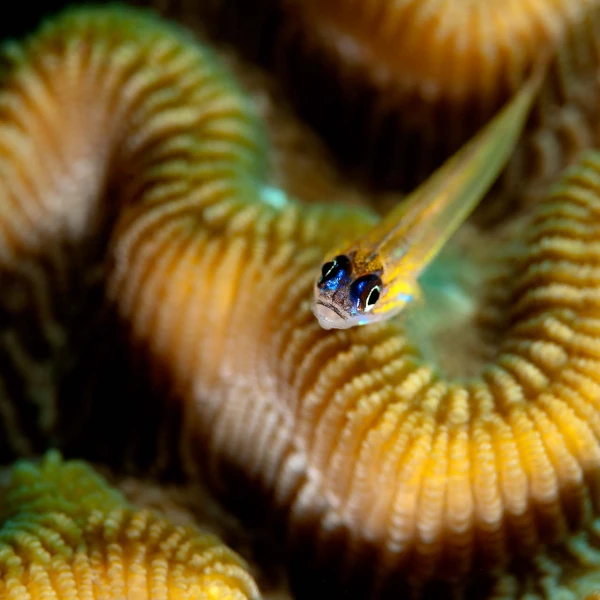 Regard de poisson par Amar Guillen, Artiste photographe. Regard de poisson par Amar Guillen, Artiste photographe.